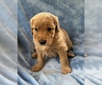 Small Photo #3 Golden Retriever Puppy For Sale in CHIPPEWA FALLS, WI, USA