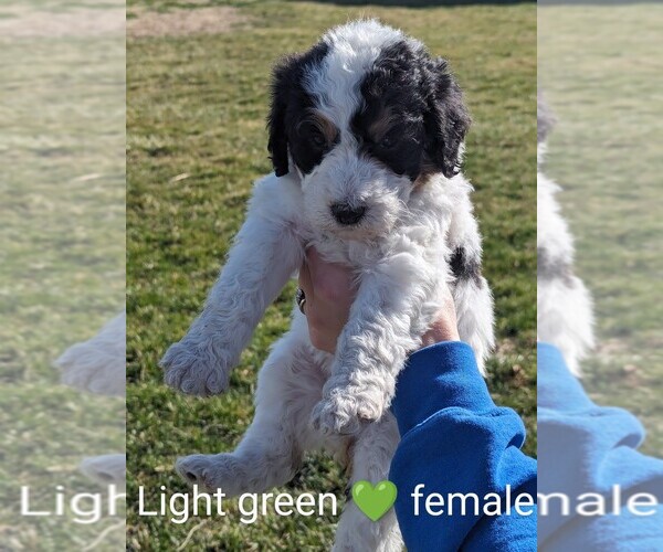 Medium Photo #2 Bernedoodle Puppy For Sale in TABLE GROVE, IL, USA