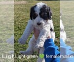 Small Photo #2 Bernedoodle Puppy For Sale in TABLE GROVE, IL, USA