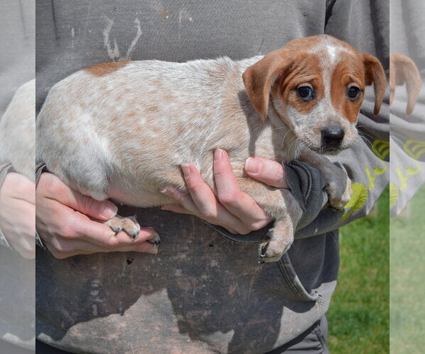 Medium Photo #2 Pug-Unknown Mix Puppy For Sale in Huntley, IL, USA