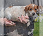 Small #1 Pug Mix