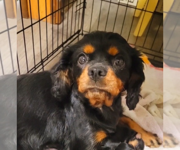 Medium Photo #1 Cavapoo (Miniature) Puppy For Sale in WENTWORTH, MO, USA