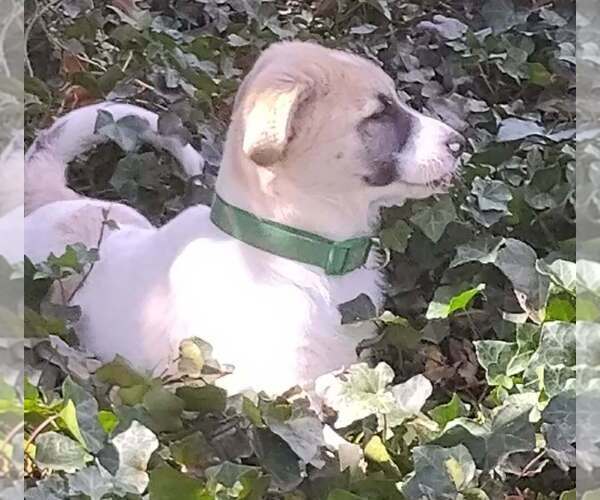 Medium Photo #17 German Shepherd Dog-Great Pyrenees Mix Puppy For Sale in JONESBORO, GA, USA