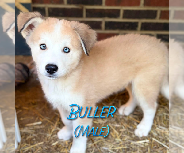 Medium Photo #9 Golden Pyrenees-Siberian Husky Mix Puppy For Sale in HICKORY, NC, USA
