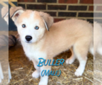 Small #8 Golden Pyrenees-Siberian Husky Mix
