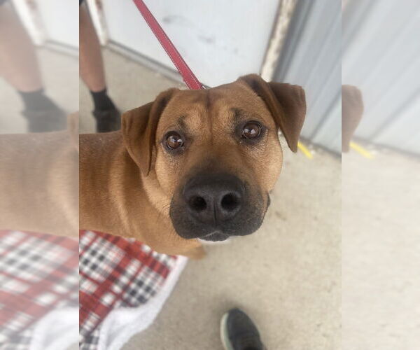 Medium Photo #5 Mutt Puppy For Sale in Evansville, IN, USA