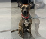 Small Rat Terrier Mix