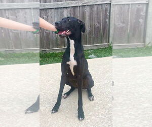 Great Dane Dogs for adoption in Bullard, TX, USA