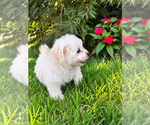 Small #1 Bichon Frise