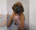 Puppy RUBY Redbone Coonhound