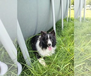 Mother of the Shetland Sheepdog puppies born on 06/08/2025