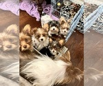 Small #8 Yorkshire Terrier