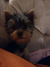 Yorkshire Terrier Puppy for sale in JOPLIN, MO, USA