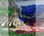 Small #5 YorkiePoo