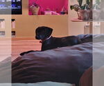 Small #2 Mutt