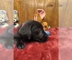 Small #13 Labrador Retriever
