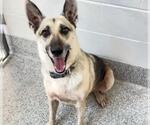 Small #1 German Shepherd Dog