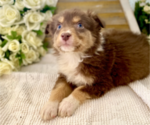 Small Photo #2 Australian Shepherd Puppy For Sale in SPRINGFIELD, MN, USA