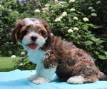 Small #4 Cava-Tzu
