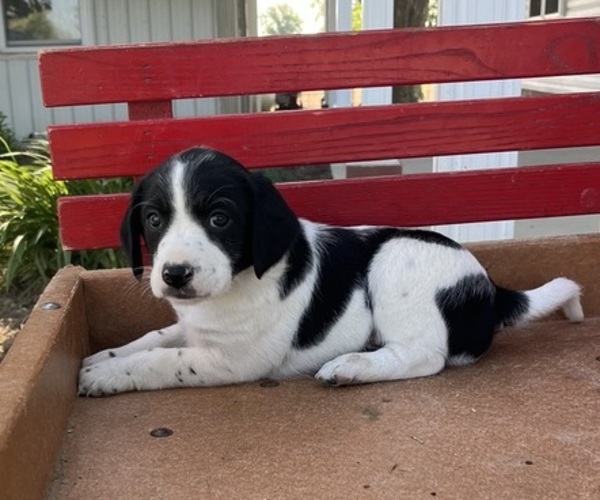 Medium Photo #4 Mutt-Unknown Mix Puppy For Sale in KALONA, IA, USA
