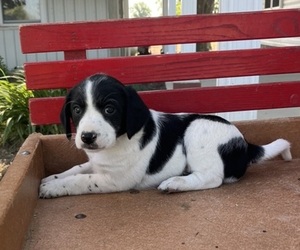 Medium Mutt Mix