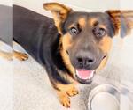 Small #1 German Shepherd Dog Mix