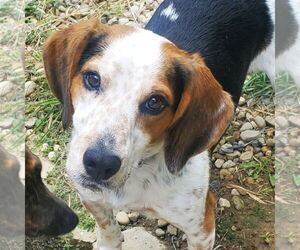 Beagle-Unknown Mix Dogs for adoption in Batavia, OH, USA