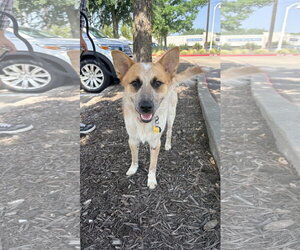 Hank - Male Mutt Dog for Adoption - Photo #2