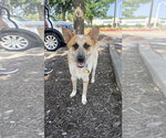 Small #1 Mutt
