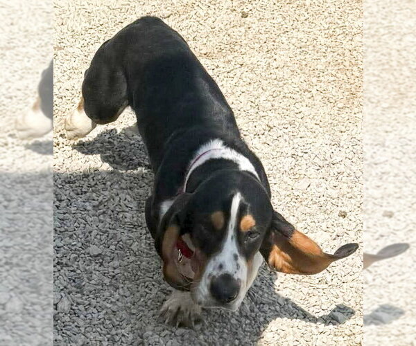 Medium Photo #4 Basset Hound Puppy For Sale in Deepwater, NJ, USA