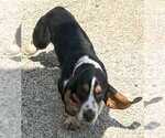 Small #3 Basset Hound