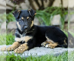 Australian Shepherd-German Shepherd Dog Mix Puppy for sale in BIRD IN HAND, PA, USA