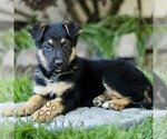 Small Australian Shepherd-German Shepherd Dog Mix