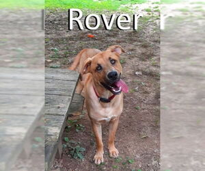 Black Mouth Cur-Retriever  Mix Dogs for adoption in Mountain View, AR, USA