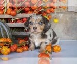 Small Photo #3 Dachshund Puppy For Sale in MILLERSBURG, OH, USA
