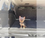 Small Yorkshire Terrier