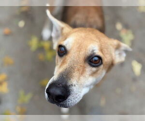 German Shepherd Dog-Unknown Mix Dogs for adoption in Tulsa, OK, USA