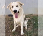 Small #1 Anatolian Shepherd Mix