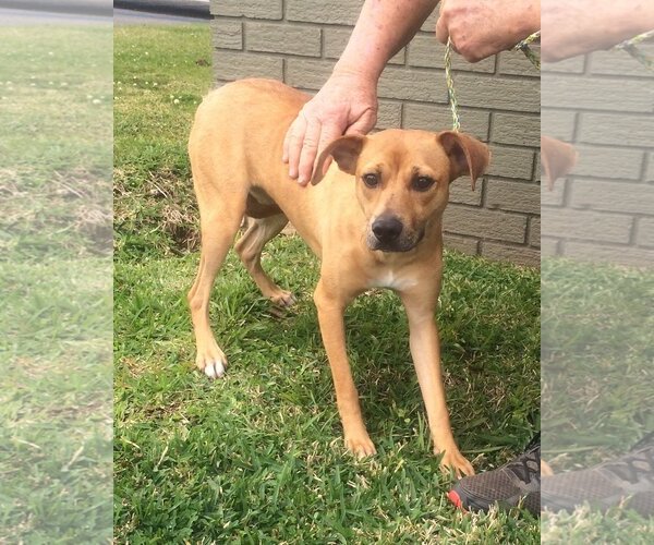 Medium Photo #2 Mutt Puppy For Sale in Slidell, LA, USA