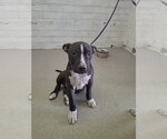 Small Mutt