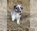 Small Australian Shepherd