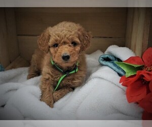 Goldendoodle (Miniature) Puppy for sale in LUBLIN, WI, USA