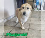 Small #3 Dachshund-Labrador Retriever Mix