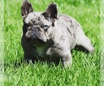 Small Photo #7 French Bulldog Puppy For Sale in MODESTO, CA, USA