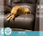 Small Feist Terrier Mix