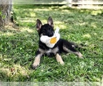 Small Photo #6 German Shepherd Dog Puppy For Sale in HOUSTON, TX, USA