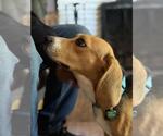 Small #1 Beagle