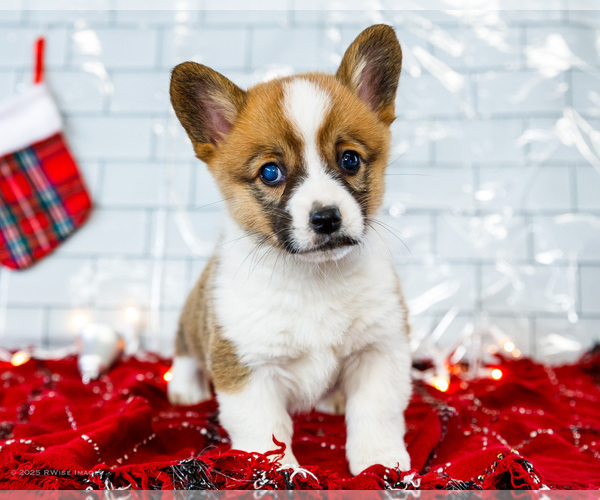 Medium Photo #14 Cardigan Welsh Corgi Puppy For Sale in WAKARUSA, IN, USA