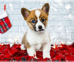 Puppy Ollie Cardigan Welsh Corgi
