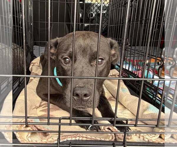 Medium Photo #5 Labrador Retriever-Unknown Mix Puppy For Sale in Sheboygan, WI, USA
